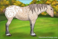 Horse Color:Bay Dun Appaloosa 