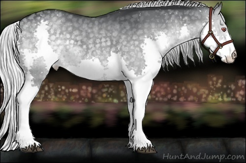 Horse Color:Silver Black Chinchilla Splash Rabicano 