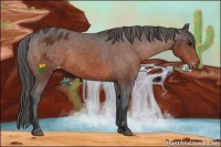 Horse Color:Brown Appaloosa