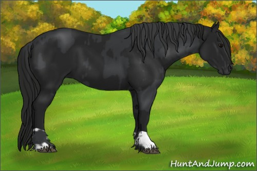 Horse Color:Black  and Gray Black 