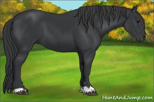 Horse Color:Black 