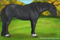 Horse Color:Black 
