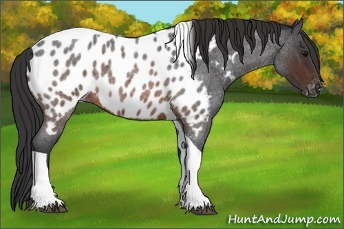 Horse Color:Brown Roan Tobiano Near Leopard