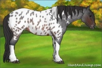 Horse Color:Brown Roan Tobiano Appaloosa 