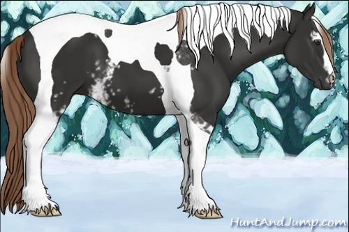 Horse Color:White Spotted Liver Chestnut Tobiano 