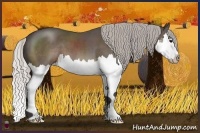 Horse Color:Silver Black Sabino Splash