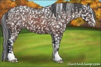 Horse Color:Brown Sabino Snowflake Varnish 