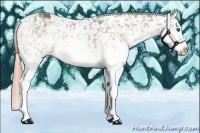 Horse Color:Liver Chestnut Sabino Splash Snowflake Varnish 
