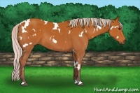Horse Color:White Spotted Silver Bay 