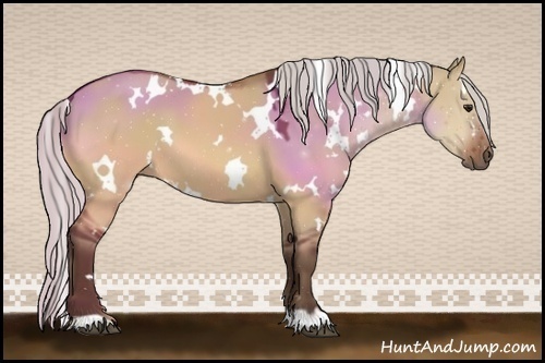 Horse Color:White Spotted Silver Bay Dun