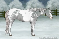Horse Color:White Spotted Silver Grullo Splash Tobiano
