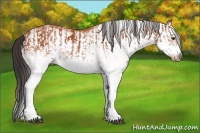 Horse Color:White Spotted Bay Splash  and White Spotted Bay Splash Frame 
