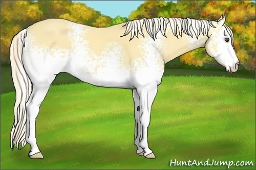 Horse Color:White Spotted Palomino Dun 