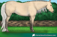 Horse Color:Silver Buckskin Dun