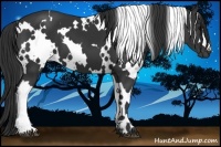 Horse Color:White Spotted Black 