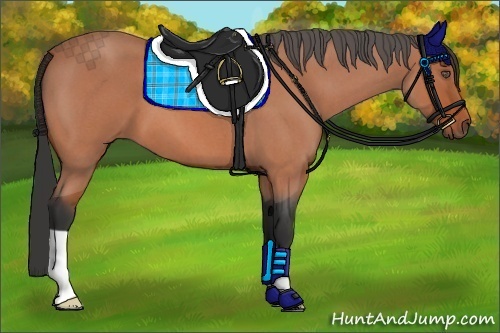 Horse Color:Bay Roan 