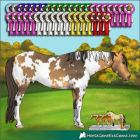 Horse Color:White Spotted Buckskin 