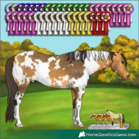 Horse Color:White Spotted Buckskin 