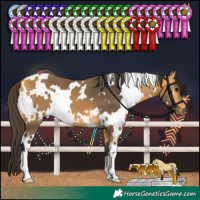 Horse Color:White Spotted Buckskin 