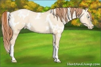 Horse Color:White Spotted Buckskin Pearl Dun 