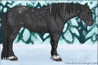 Horse Color:Black Appaloosa 