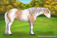 Horse Color:White Spotted Silver Bay Roan