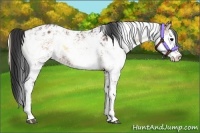 Horse Color:Bay Onyx Sabino Appaloosa 