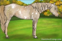 Horse Color:White Spotted Liver Chestnut Pearl Snowflake Varnish