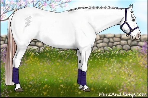 Horse Color:Blue Roan Appaloosa 