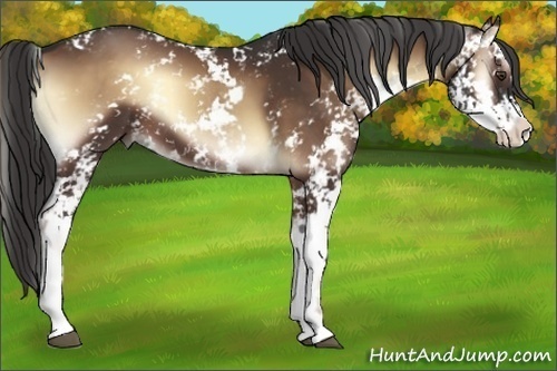 Horse Color:Liver Red Onyx Sabino 