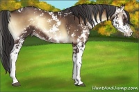 Horse Color:Liver Red Onyx Sabino 