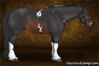 Horse Color:White Spotted Brown Tobiano 