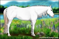 Horse Color:Buckskin Sabino Splash Appaloosa 