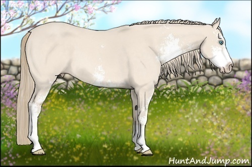 Horse Color:Perlino Sabino 