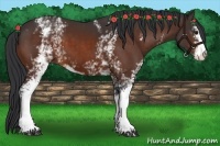 Horse Color:White Spotted Brown Sabino