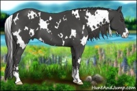 Horse Color:White Spotted Smoky Black Sabino 