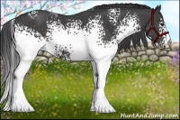 Horse Color:White Spotted Smoky Black 