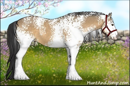 Horse Color:White Spotted Buckskin Dun
