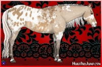 Horse Color:White Spotted Silver Bay Dun Appaloosa 