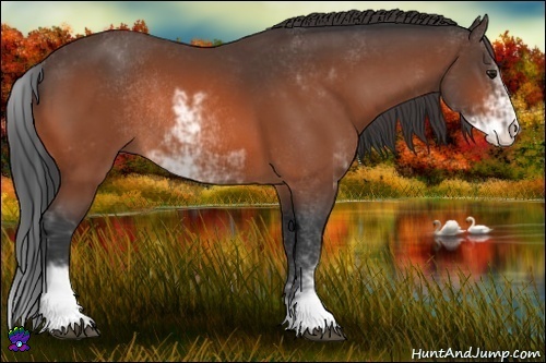 Horse Color:Bay Sabino Rabicano