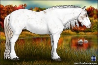 Horse Color:Plaid  Chestnut Sabino Appaloosa 