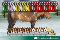 Horse Color:White Spotted Buckskin Tobiano 