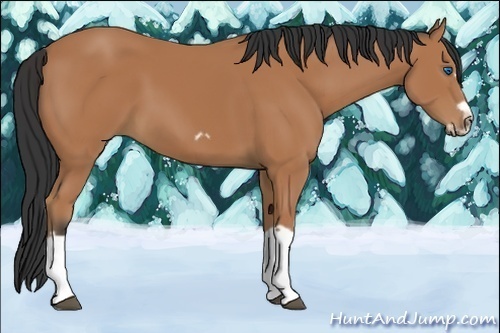 Horse Color:Bay Splash Frame