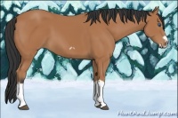 Horse Color:Bay Splash Frame