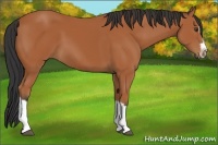 Horse Color:Bay Splash Frame