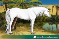 Horse Color:White Spotted Chocolate Silver Brown Pearl Sabino Appaloosa 