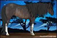 Horse Color:Brown Rabicano and Brown Rabicano