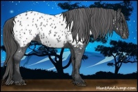 Horse Color:Black Appaloosa 