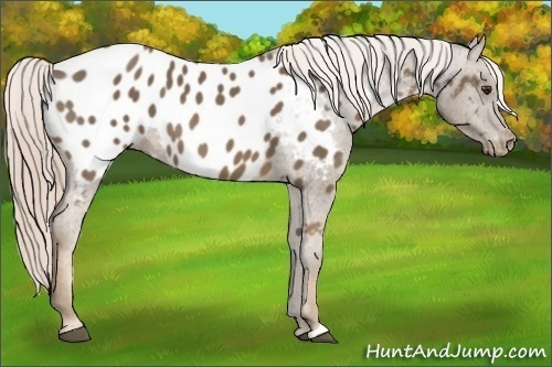 Horse Color:Chocolate Palomino Appaloosa 