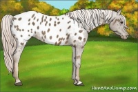 Horse Color:Chocolate Palomino Appaloosa